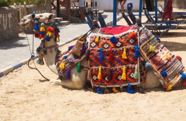 Plaj boş deve pet Tarih yalan. memeli Ulusal kostüm. Mısır kültür. Stok fotoğraf