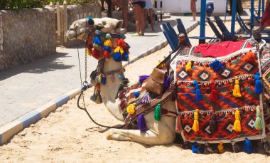 Plaj boş deve pet Tarih yalan. memeli Ulusal kostüm. Mısır kültür. Stok fotoğraf