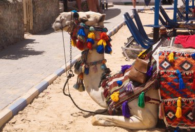 Plaj boş deve pet Tarih yalan. memeli Ulusal kostüm. Mısır kültür. Stok fotoğraf