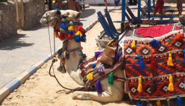 Plaj boş deve pet Tarih yalan. memeli Ulusal kostüm. Mısır kültür. Stok fotoğraf