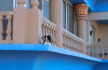 Klasik sütunları yakınındaki balkonda şirin ev yapımı balık. Spaniel köpek evi korur. Tasarım için stok fotoğraf