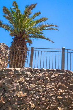 Taş duvarın yanında büyük palmiye ağacı. Tropikal tema. Tasarım için stok fotoğraf