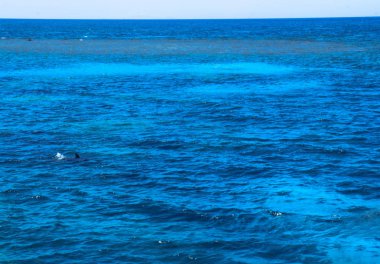 Yunuslar Mısır'daki kırmızı mora zemin karşı boyama. Oceanic fauna hayvanlarla. Turizm tasarımı için hazır fotoğraf