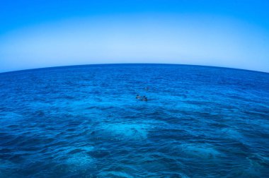Yunuslar Mısır'daki kırmızı mora zemin karşı boyama. Oceanic fauna hayvanlarla. Turizm tasarımı için hazır fotoğraf