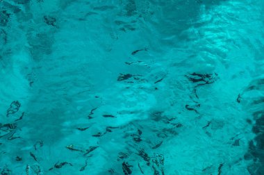 Güzel mavi deniz balık ile şeffaf yüzeyi. Okyanus balık tema arka plan için. Turizm tasarımı için hazır fotoğraf