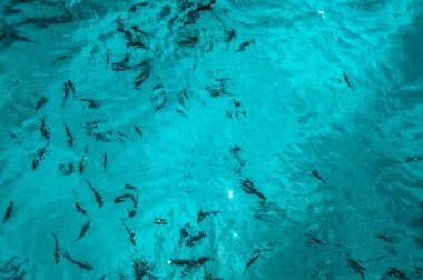 Güzel mavi deniz balık ile şeffaf yüzeyi. Okyanus balık tema arka plan için. Turizm tasarımı için hazır fotoğraf