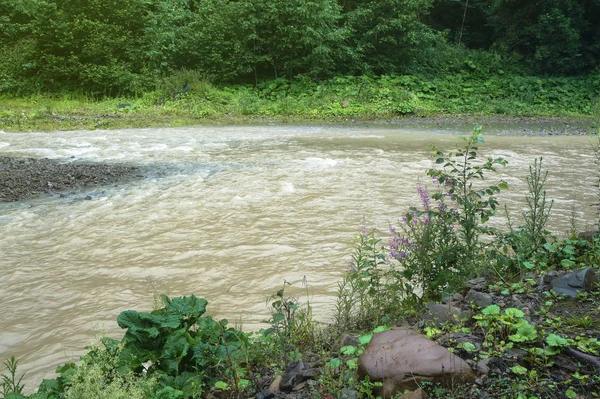 Горная Река Пасмурную Погоду Европейском Мире Чати Потоп Дождя Фондовое — стоковое фото