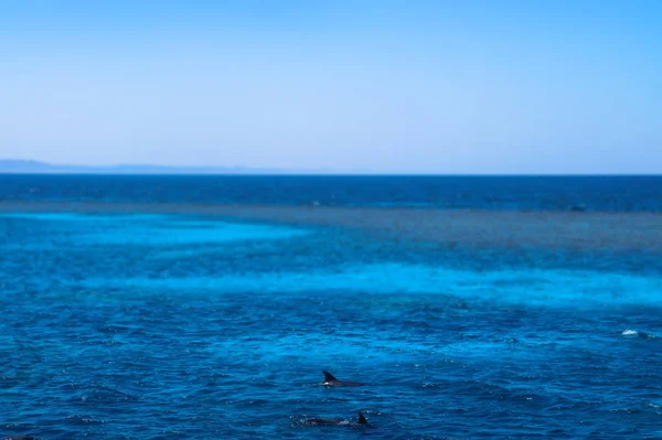 Delfines Para Colorear Contra Telón Fondo Mora Roja Egipto Fauna — Foto de Stock