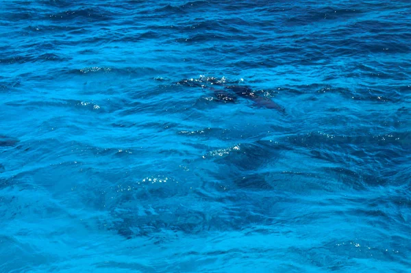 Kolorowanka Delfiny Tle Czerwony Mora Egipcie Oceaniczny Fauny Zwierzętami Zdjęcie — Zdjęcie stockowe
