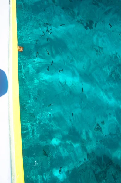 Belle Mer Bleue Surface Transparente Avec Des Poissons Thème Poisson — Photo