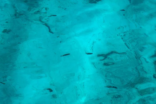 Schöne Blaue Meeresoberfläche Mit Fisch Ozeanische Fische Thema Für Hintergrund — Stockfoto