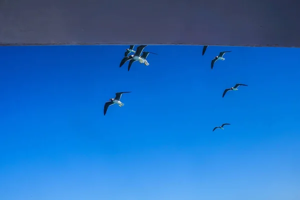 紅海に白い鳥のグループ 海岸近くのヨットの周りに飛んでカモメ 観光デザインのストック フォト — ストック写真