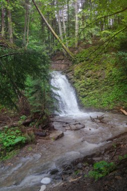 Avrupa'nın güzel orman şelale. Güzel manzaralı dağlarında küçük hızlı dere. Tasarım için stok fotoğraf
