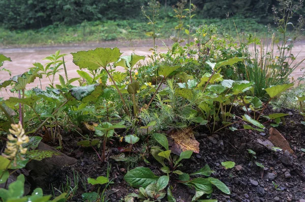 Schöne Grüne Sträucher Und Blumen Vor Dem Hintergrund Des Herbstlichen — Stockfoto