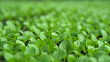 Çiftlik teması. Bir serada grup fideleri. Bahçedeki genç bitkileri sulamak ve onlarla ilgilenmek. Pekin lahanası ve brokoli..