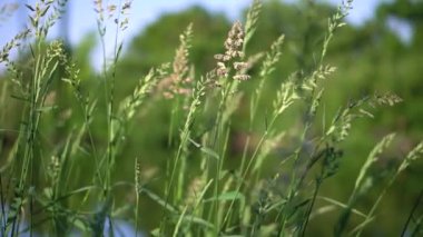 Grass close-up. Early summer morning in the meadow. Dew in the sun.