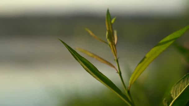 Grön Gren Närbild Vacker Natur Sommaren — Stockvideo