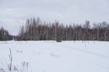 Ağaçların ve ormanın arka planında güzel bir kış manzarası. Noel ve Yeni Yıl havası. Kar yağışı ve manzara peri masallarındaki gibi.
