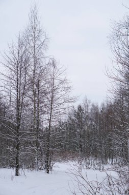 Ağaçların ve ormanın arka planında güzel bir kış manzarası. Noel ve Yeni Yıl havası. Kar yağışı ve manzara peri masallarındaki gibi.