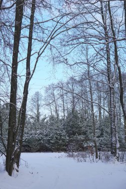 Karlı bir ormanda güzel bir kış manzarası. Kar yığınları ve kar taneleri arasındaki güzel Noel ağaçları. Yeni yıl için stok fotoğrafı