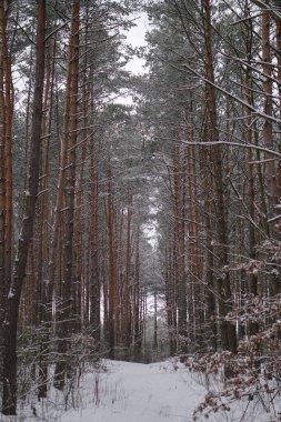 Karlı bir ormanda güzel bir kış manzarası. Kar yığınları ve kar taneleri arasındaki güzel Noel ağaçları. Yeni yıl için stok fotoğrafı