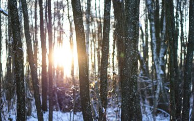 Ormanda karlı ağaçların olduğu güzel bir kış manzarası. Güneş ışınları gün batımında ya da sabahleyin. Noel ve Yeni Yıl teması