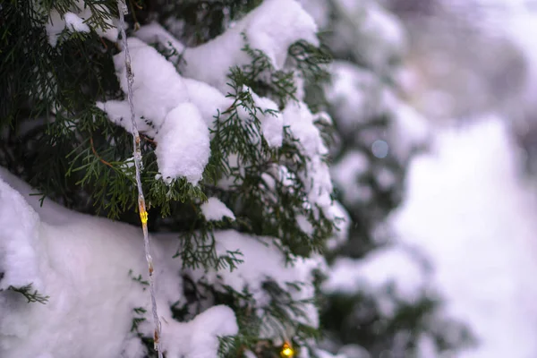 Vacker jul bakgrund med kransar och bokeh. Nyår färgstark bild. Foto av en vintergata för design — Stockfoto
