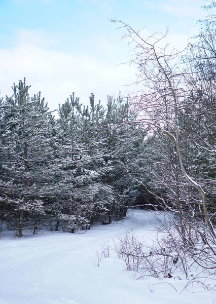 Bela paisagem de inverno em uma floresta nevada. Belas árvores de Natal em um snowdrift e flocos de neve. Foto de estoque para o ano novo — Fotografia de Stock