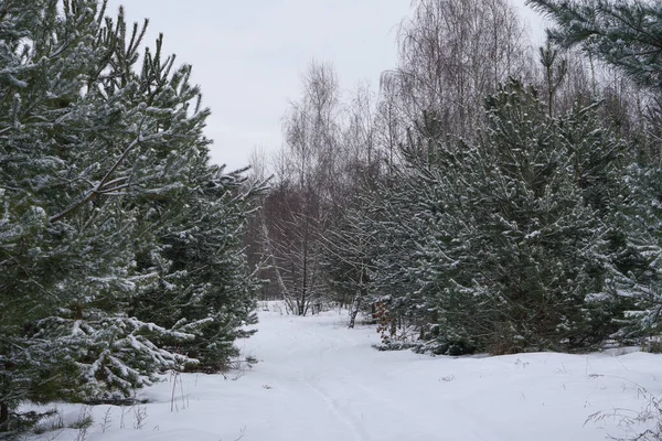 Vackert vinterlandskap i en snöig skog. Vackra julgranar i snödriva och snöflingor. Lagerfoto för nytt år — Stockfoto