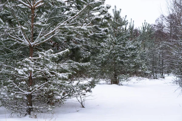 Bela paisagem de inverno em uma floresta nevada. Belas árvores de Natal em um snowdrift e flocos de neve. Foto de estoque para o ano novo — Fotografia de Stock