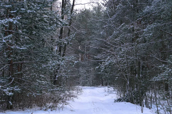 Beautiful winter landscape in a snowy forest. Beautiful Christmas trees in a snowdrift and snowflakes. Stock photo for new year — Stock Photo, Image