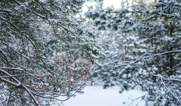 Gyönyörű téli háttér fenyő egy havas erdőben. Gyönyörű karácsonyfák hóviharban és hópelyhekben. Készletkép az új évre — Stock Fotó