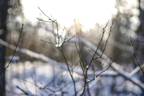 Beautiful tree branches in the snow. Winter composition in nature in snowdrifts. Christmas and New Year background. — Stock Photo, Image