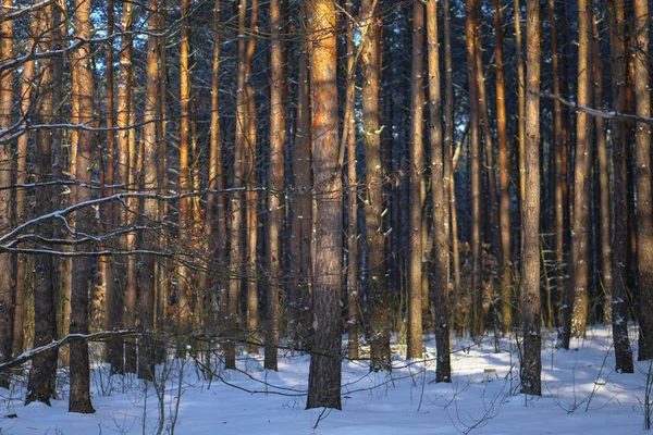 Vackert vinterlandskap i en snöig skog. Vackra julgranar i snödriva och snöflingor. Lagerfoto för nytt år — Stockfoto