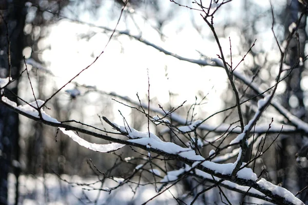 На снігу є гарні гілки дерев. Зимова композиція в природі на снігових заметах. Різдво й Новий рік. — стокове фото