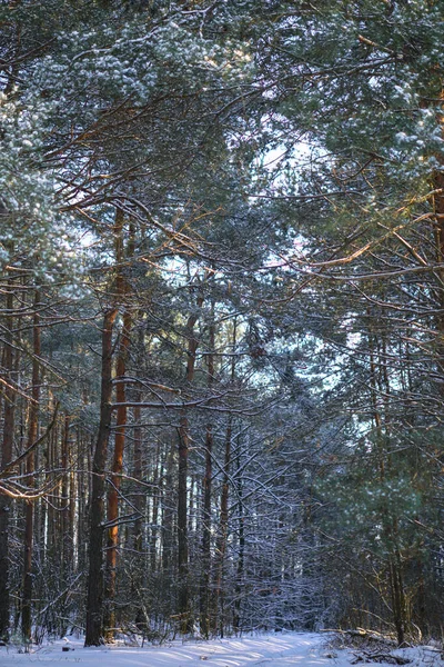 Όμορφο χειμερινό τοπίο σε ένα χιονισμένο δάσος. Όμορφα χριστουγεννιάτικα δέντρα σε μια χιονοστιβάδα και νιφάδες χιονιού. Φωτογραφία αρχείου για το νέο έτος — Φωτογραφία Αρχείου