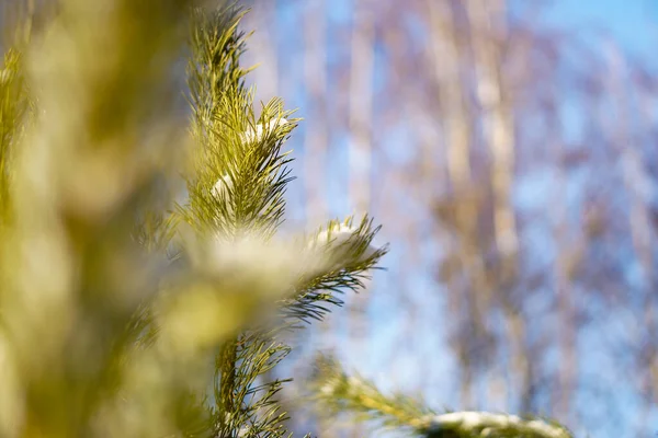 Hermoso fondo de invierno con pino en un bosque nevado. Hermosos árboles de Navidad en una deriva de nieve y copos de nieve. Foto de stock para el nuevo año —  Fotos de Stock