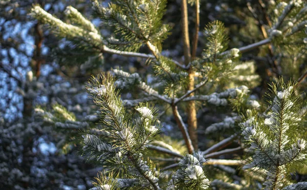 Piękne zimowe tło z sosną w śnieżnym lesie. Piękne choinki w śniegu i płatki śniegu. Zdjęcie na nowy rok — Zdjęcie stockowe