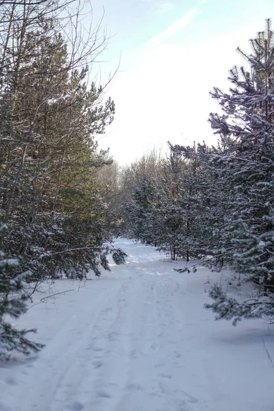 Όμορφο χειμερινό τοπίο σε ένα χιονισμένο δάσος. Όμορφα χριστουγεννιάτικα δέντρα σε μια χιονοστιβάδα και νιφάδες χιονιού. Φωτογραφία αρχείου για το νέο έτος — Φωτογραφία Αρχείου