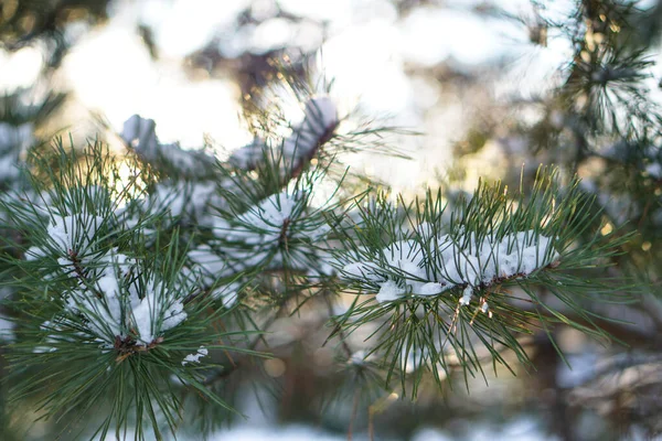 Vacker vinter bakgrund med tall i en snöig skog. Vackra julgranar i snödriva och snöflingor. Lagerfoto för det nya året — Stockfoto