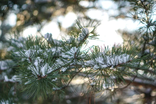 Vacker vinter bakgrund med tall i en snöig skog. Vackra julgranar i snödriva och snöflingor. Lagerfoto för det nya året — Stockfoto