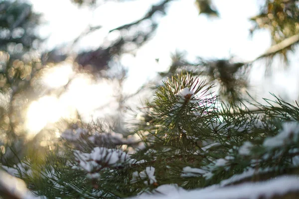 Прекрасний зимовий фон з сосною в засніженому лісі. Прекрасні ялинки в снігопадах і сніжинках. Фондова фотографія на Новий рік — стокове фото