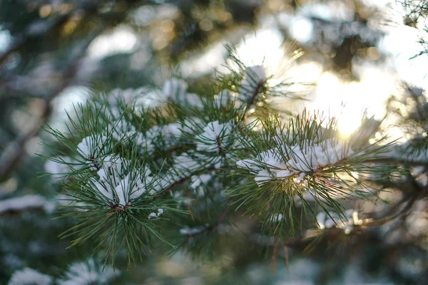 Όμορφο φόντο χειμώνα με πεύκο σε ένα χιονισμένο δάσος. Όμορφα χριστουγεννιάτικα δέντρα σε μια χιονοστιβάδα και νιφάδες χιονιού. Στοκ φωτογραφία για το νέο έτος — Φωτογραφία Αρχείου