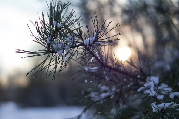 Vacker vinter bakgrund med tall i en snöig skog. Vackra julgranar i snödriva och snöflingor. Lagerfoto för det nya året — Stockfoto