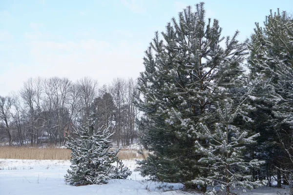 Prachtig winterlandschap in een besneeuwd bos. Prachtige kerstbomen in een sneeuwvlok en sneeuwvlokken. Stockfoto voor het nieuwe jaar Stockfoto