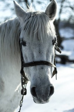 Kışın çiftlikte güzel beyaz-gri at. Asil bir hayvanla yılbaşı manzarası. Noel teması
