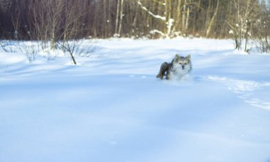 Kışın kar yağdıktan sonra ormandaki bir parkta güzel bir hayvan. Küçük bir köpekle karlı bir manzara. Tasarım için Noel ve Yeni Yıl resmi
