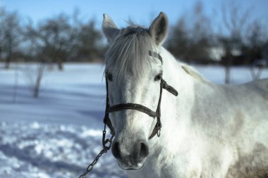 Kışın çiftlikte güzel beyaz-gri at. Asil bir hayvanla yılbaşı manzarası. Noel teması