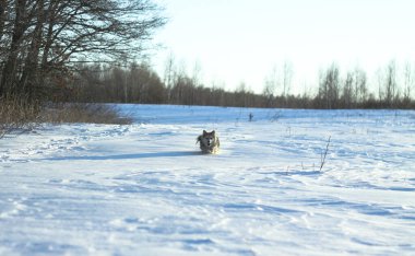 Kışın kar yağdıktan sonra ormandaki bir parkta güzel bir hayvan. Küçük bir köpekle karlı bir manzara. Tasarım için Noel ve Yeni Yıl resmi