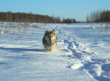 Kışın kar yağdıktan sonra ormandaki bir parkta güzel bir hayvan. Küçük bir köpekle karlı bir manzara. Tasarım için Noel ve Yeni Yıl resmi